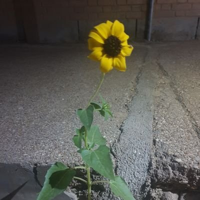 KharmagasAh67's profile picture. Resident of the wasteland!