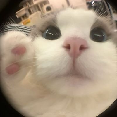 @comma_bin