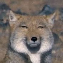ちべすなさんのプロフィール画像