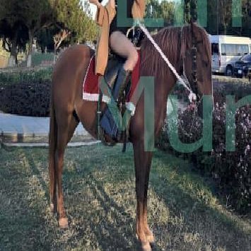 ElnoraMurp5968's profile picture. 