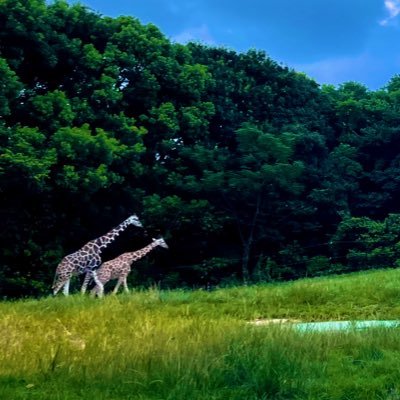 中等遊民きりんさんのプロフィール画像