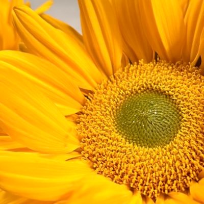 pippa04375675's profile picture. 🇺🇸