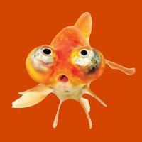 $UPFISH (@upfishsol) 's Twitter Profile