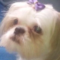 Tracy (@traceonbase10) 's Twitter Profile