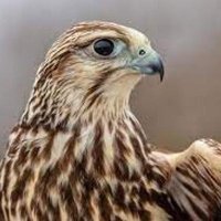 الفهـري 🦅 (@tq505w) Twitter profile photo