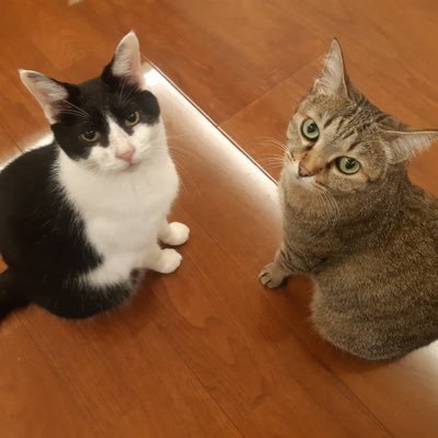 元野良のにゃんずと妻と自由にまったり暮らしています。美味しい食事、美味しいお酒があれば十分幸せ。名古屋で小さなしがないM&A仲介会社を経営。業界の端っこでひっそり仕事しています。 好きなものが多すぎてここに書ききれない雑多アカウント