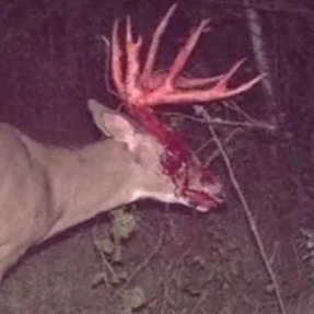 coleslawmaw's profile picture. i long for the great release that death will bring | it/its | proship dnf | liam fictkin | adult