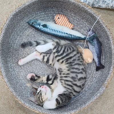 오비츠11바디 고양이 호환헤드 제작,판매/작업사진과 고양이 일상생활 올립니다/고양이 14마리 집사🌟BJD원형사/동물 굿즈
🐈https://t.co/zBoTLbk1e0
📧 supernova59@naver.com