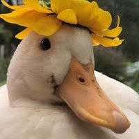 The Duck Poster (@theduckposter) 's Twitter Profile Photo The Duck Poster (@theduckposter) 's Twitter Profile Photo