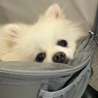 Eowyn (@iejnzadc) 's Twitter Profile