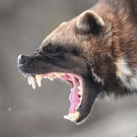 California Delenda Est (@reflexarms) 's Twitter Profile