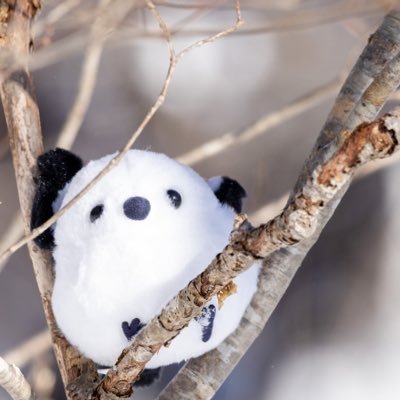 店長やってるシマエナガです(・▴・) /カメラ📷/野鳥撮影🦜/キャンプ△/ゲーム🎮/V(▶︎:🏴☠️☃️ 🌸/🌈:💯🦂🎠🥨🍚/V:💄💚)/ガンプラ🤖/ちいかわ🌰/ダッフィー🧸/ #きんきんきらきら金曜カレー🍛