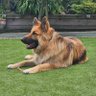 P4ul785's profile picture. @manutd / #GlazersOut / #GSD🐶