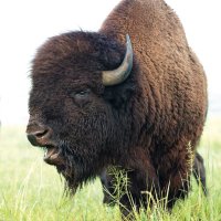 News Bison🦬 (@okcreports) 's Twitter Profile Photo