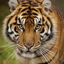 Tami Austin - @iflossdoyou - Twitter