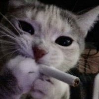 G🪽 (@chocoleblebi) 's Twitter Profile