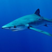 BlueShark (@tequilavbpops) 's Twitter Profile