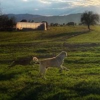 çilekeş (@biggwinner1096) 's Twitter Profile