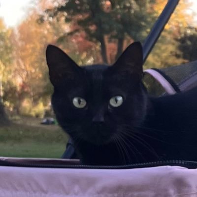 HostistHostist1's profile picture. (saman.tha918 instagram)