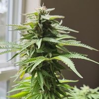 FreeDaWeed420 (@stolzenburgmark) 's Twitter Profile