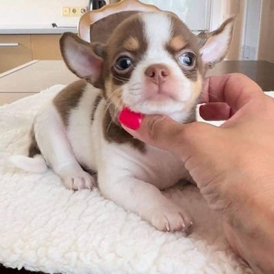 Teacuppuppie's profile picture. 