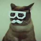 Nathan Algren 🇺🇸 🐈 (@nathanalgren12) 's Twitter Profile