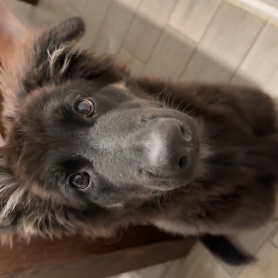 westrup123's profile picture. Schreiner University