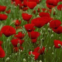 gebzeolqunpasif41 (@olgunpasifgebze) Twitter profile photo