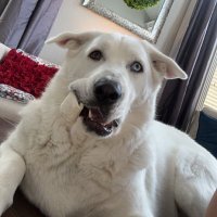 - (@looontwitch) 's Twitter Profile Photo - (@looontwitch) 's Twitter Profile Photo
