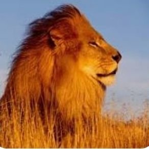 Leon_512_X's profile picture. 