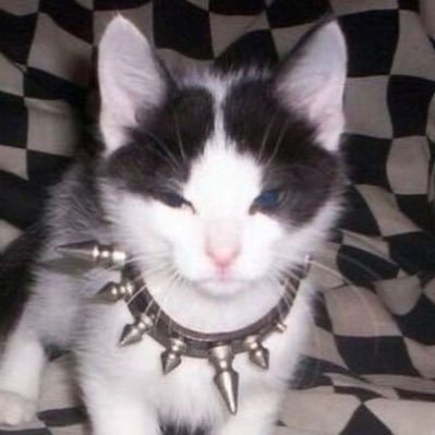 neeklit's profile picture. a digital archive of images & words by yours truly