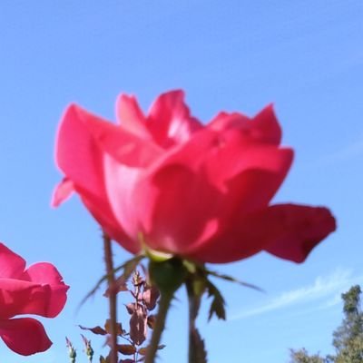 jux7UB1l2i58313's profile picture. 生田緑地ばら苑です。
https://t.co/ag56AlXSCw