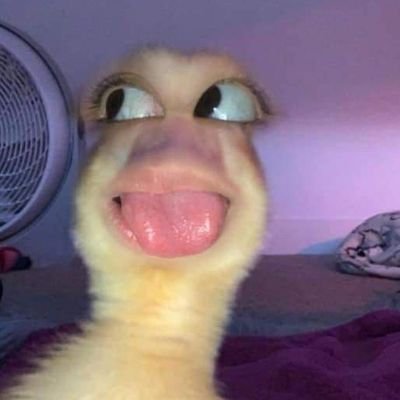 Idontspeak55720's profile picture. 