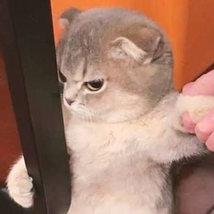 koe_nt5's profile picture. 