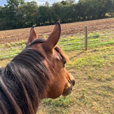 I own a 12yr old bay OTTB mare. 🐴❤️ Trail rider & bitless rider, bridleless at times too! Beating the stigma! Enjoy the horse shenanigans. 😌