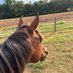 OTTB Mare (@ottbmare) Twitter profile photo OTTB Mare (@ottbmare) Twitter profile photo