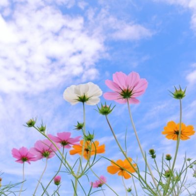 F1St1e's profile picture. TOEIC 頑張るアカウント