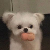 λΈλꡬ π₯βοΈπΉ (@rattebui) 's Twitter Profile Photo λΈλꡬ π₯βοΈπΉ (@rattebui) 's Twitter Profile Photo