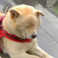 KITIKO (@kitiko000) 's Twitter Profile Photo KITIKO (@kitiko000) 's Twitter Profile Photo