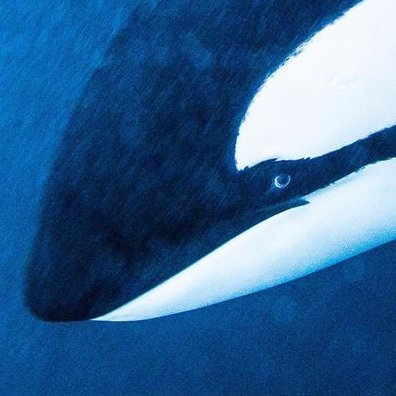 Big Daddy Orca (moved to bsky)さんのプロフィール画像