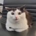 Meatballbeast (@meatballbeast18) Twitter profile photo
