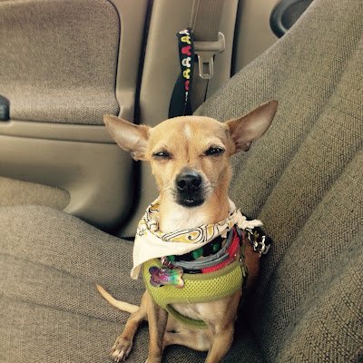 NachoMissing's profile picture. Missing Wednesday 30 October around 1:00 pm Nacho +17744738665 Has Banfield ID around his neck with my phone and last name Hodges. He is chipped…