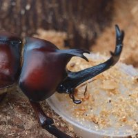 HornyBeetle🔞 (@horny_beetle) 's Twitter Profile Photo HornyBeetle🔞 (@horny_beetle) 's Twitter Profile Photo
