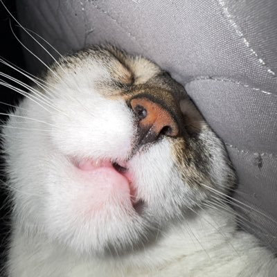 OHEM_ACTUALGEE's profile picture. this is for when i'm locked lol! my main is @recoveryin_prog