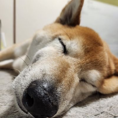 mamenookaasan20's profile picture. 