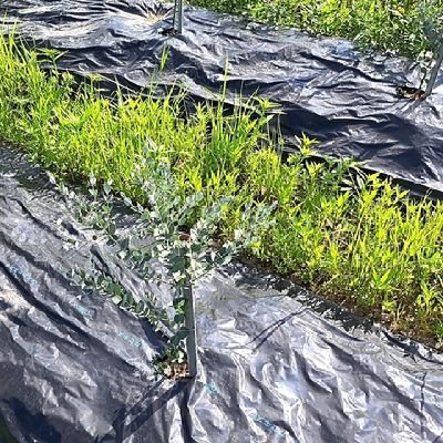 愛媛県松山市で就労継続支援A型を運営してます。広大な耕作放棄地を開墾して、農業を行っています😊