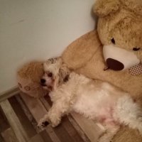 Anita (@anita17686599) 's Twitter Profile