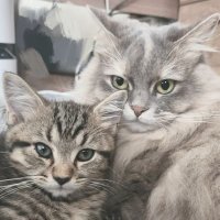 きょうみ いそべ (@kyoumi52300) 's Twitter Profile