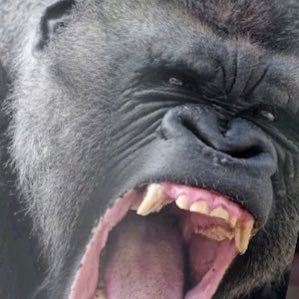 OBouffanais's profile picture. 