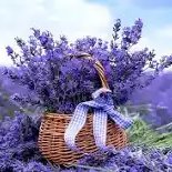 Lavender Lane B&B Ahlers (@lavenderlane_bb) 's Twitter Profile Photo Lavender Lane B&B Ahlers (@lavenderlane_bb) 's Twitter Profile Photo